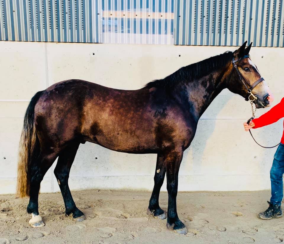 Dun Connemara Gelding