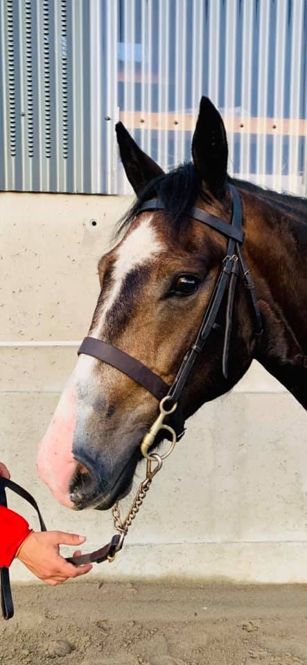 Dun Connemara Gelding 