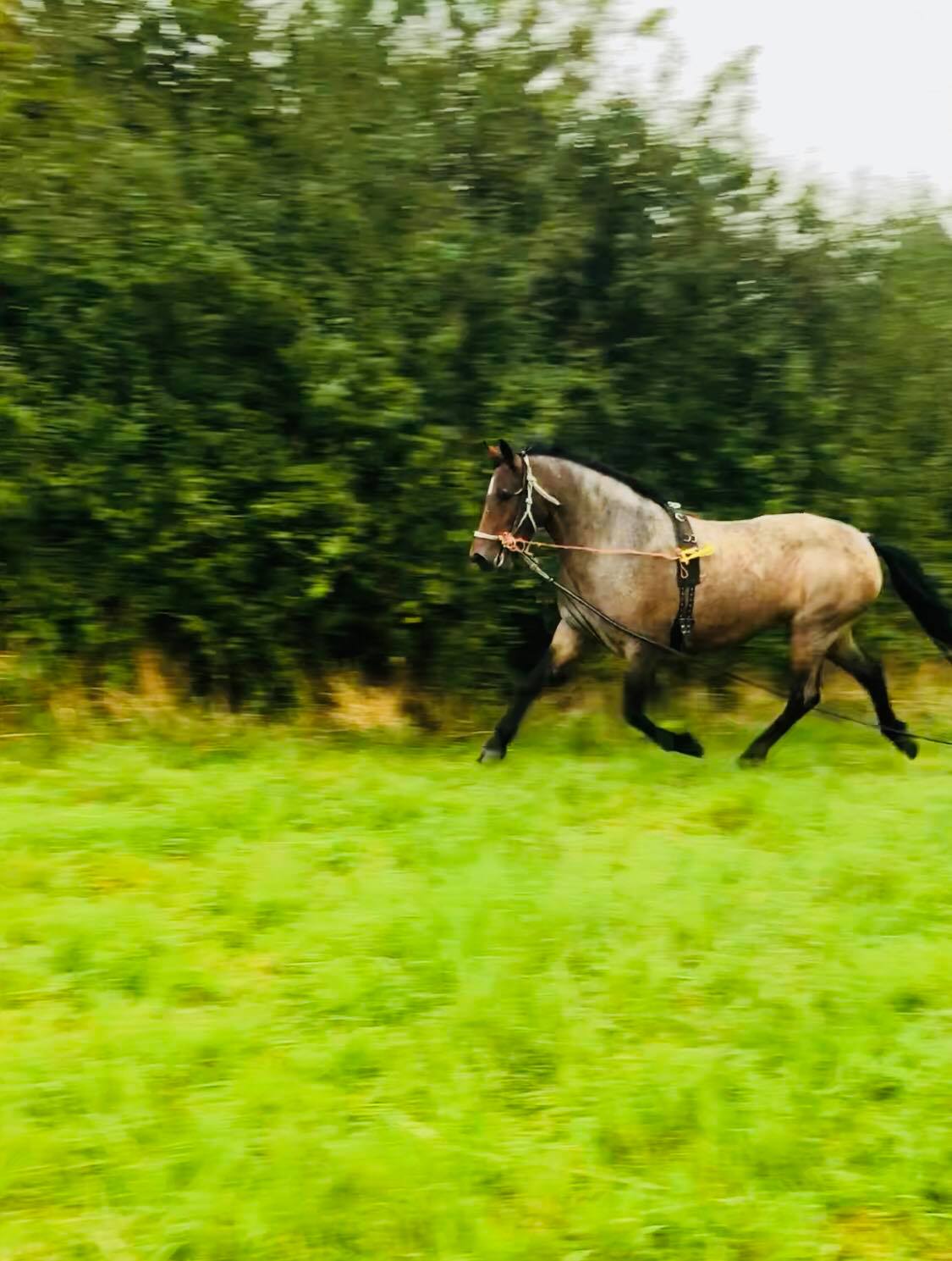 Meelickisland Bregeen