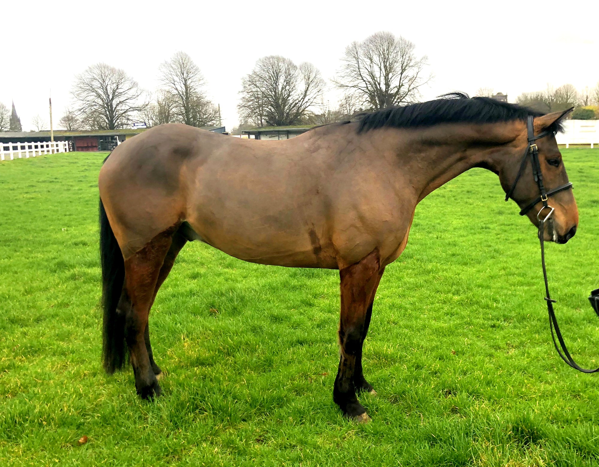 Brown Coffee - AKA Johnny